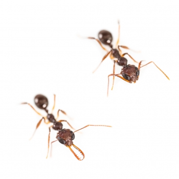Myrmoteras binghamii (Schnappkiefer)